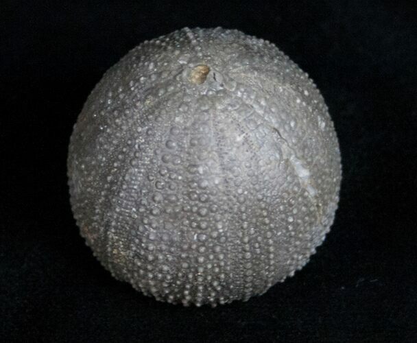 Detailed Psephechinus Fossil Urchin - Morocco #11824